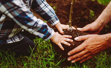 Teamwork. An adult man and a child plant a young tree together. Family tradition. Gardening concept, childhood.