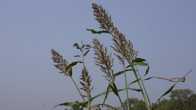 Greater Millet Sorghum