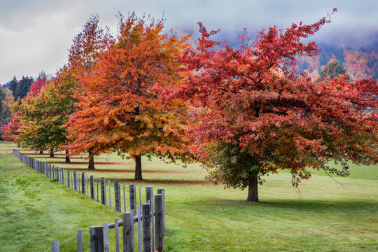 A row of trees in beautiful autumn colours growing alongside an old wooden fence