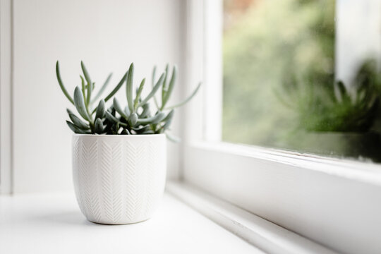 Close-up of simple succulent planter in home