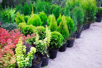 Assortment of ornamental plants for sale at a plant nursery. Rows of thuja trees and shrubs in pots at a gardening market. © murika