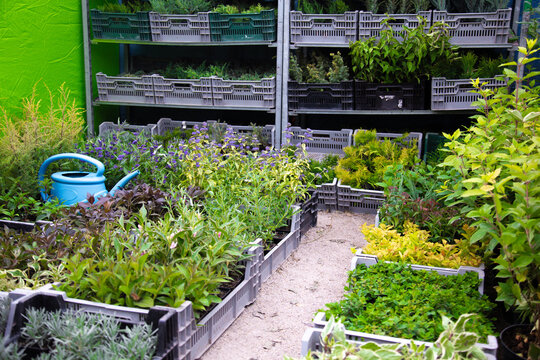 Assortment of ornamental plants for sale at a plant nursery. Rows of thuja trees and shrubs in pots at a gardening market.
