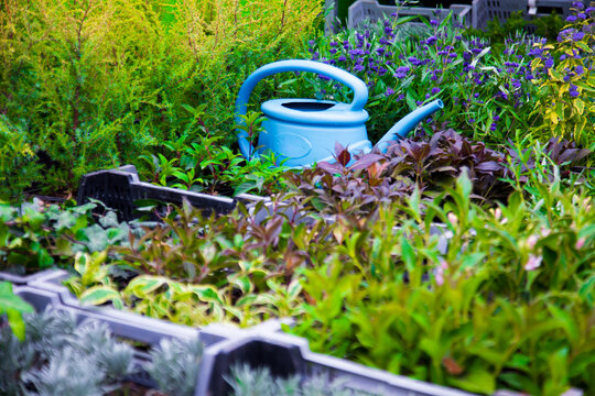 Assortment of ornamental plants for sale at a plant nursery. Rows of thuja trees and shrubs in pots at a gardening market.