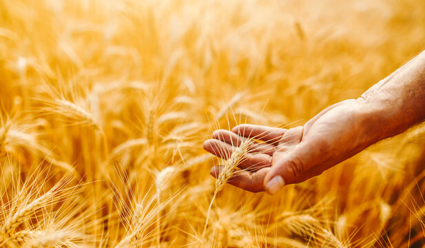 Close-up of golden ear of wheat in hands of experienced agronomist at sunset. Farmer works in field, checking quality of harvest. Concept of farming, nature. A bountiful harvest.