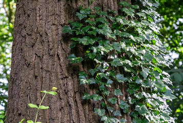 Green ivy climbing on old tree trunk with textured bark in natural forest background