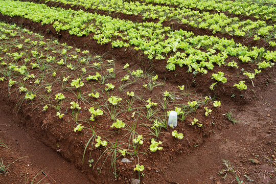 Fresh leaf lettuce growing in neat soil rows with intercropped vegetables on an outdoor farm. Sustainable agriculture, organic food production, and rural farming background.