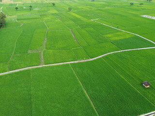 Obraz premium Aerial View Of Lush Green Rice Fields Divided Into Rectangular Plots With Irrigation Ditches