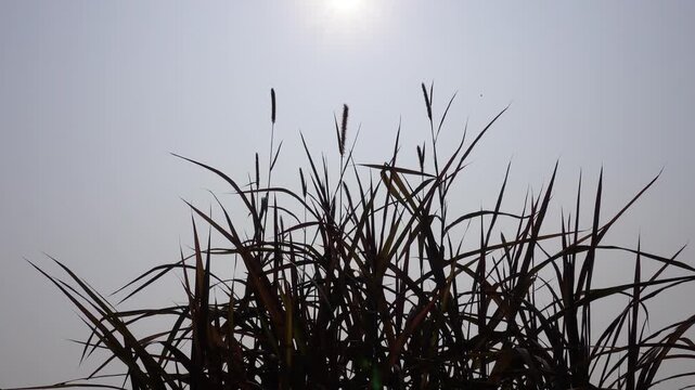 Napier grass, also known as elephant grass