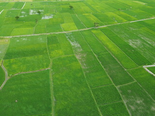 Obraz premium Aerial View Of Lush Green Rice Fields Divided Into Rectangular Plots With Irrigation Ditches
