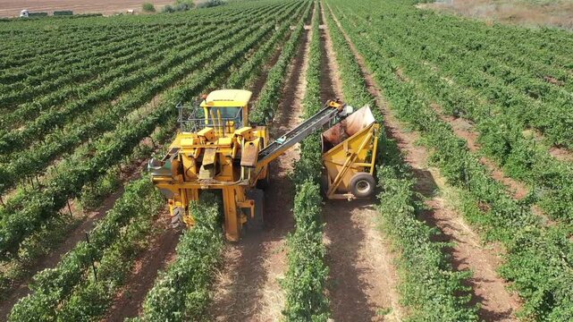 Aerial Drone Grape Harvest Vineyard Machine Israel

Aerial drone footage of mechanical grape harvest in vineyard 1.1.2026 Israel
