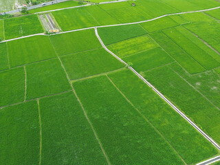Obraz premium Aerial View Of Lush Green Rice Fields Divided Into Rectangular Plots With Irrigation Ditches