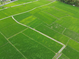 Obraz premium Aerial View Of Lush Green Rice Fields Divided Into Rectangular Plots With Irrigation Ditches