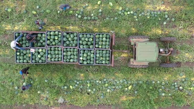 Aerial Drone Watermelon Harvest Agricultural Field Top

Aerial drone footage of watermelon harvest field workers and tractor 1.1.2026 Israel
