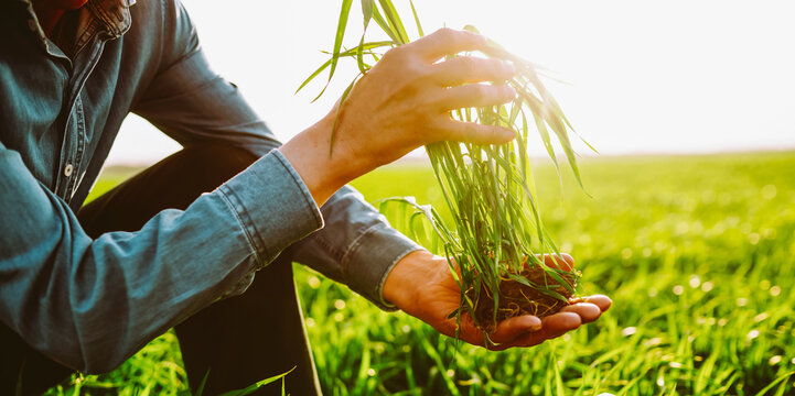 A close-up of an experienced farmer in a field holding a young plant. An agronomist checks the quality and growth of the crop at sunset. Concepts of farming, gardening, and ecology.