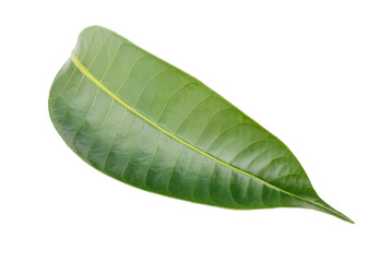 Obraz premium Leaves of the Marian plum isolated on a white background