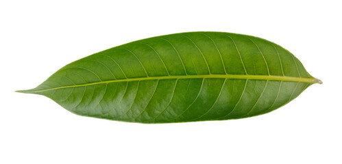 Obraz premium Leaves of the Marian plum isolated on a white background