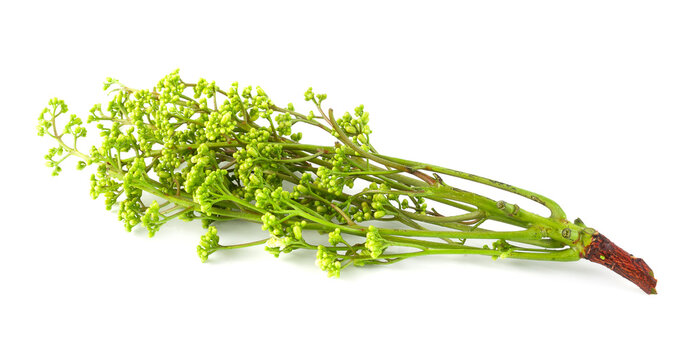 Siamese neem tree, Nim, Margosa isolated on white background.