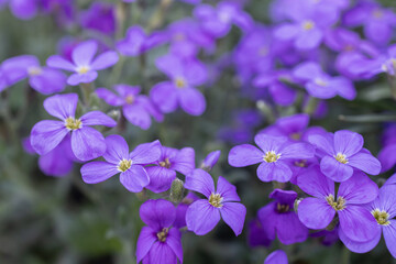 close-up of small purple flowers in a flowerbed. Floral background. Hello, summer, beauty of nature. Earth Day. Blooming lilac flowers, Aubrietta perennials. Copy space. selective focus