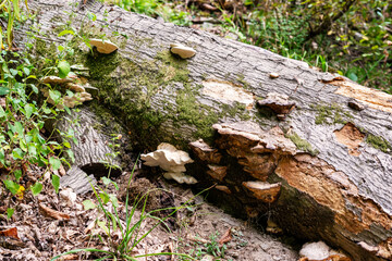 Fototapeta premium Tree trunk with polypore fungus. Fomes fomentarius bracket mushroom growing on decaying wood. Forest nature and ecology concept