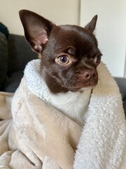 Chihuahua puppy wrapped in a white blanket