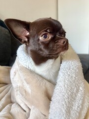 Chihuahua puppy wrapped in a white blanket