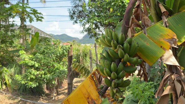 A natural view captures unripe green bananas growing in a dense cluster on a banana plant on a banana plantation. Tropical agriculture.