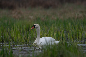 łabędź na bagnie wśr&oacute;d zielonych traw