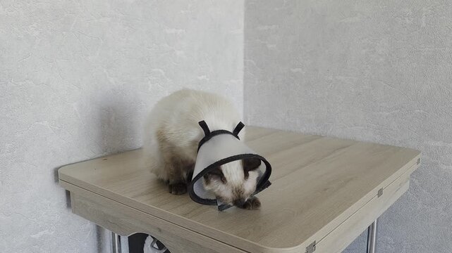 Dermatitis in a cat: A Siamese cat in a special protective collar suffers from itching.
