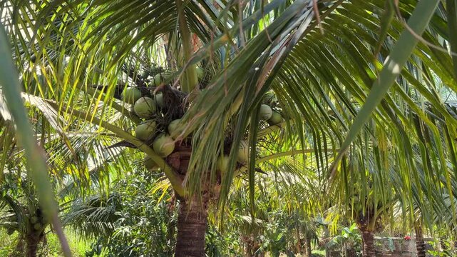 Palm tree with a cluster of green coconuts growing beneath wide leaves surrounded by lush and dense tropical vegetation. Coconut growing.