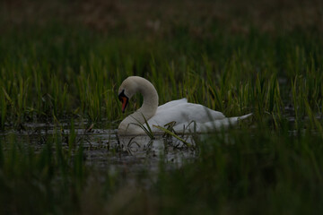 łabędź na bagnie wśr&oacute;d zielonych traw