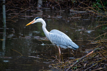 Naklejka premium A beautiful Grey Heron fishing at Iremongers Pond in Nottingham, UK.