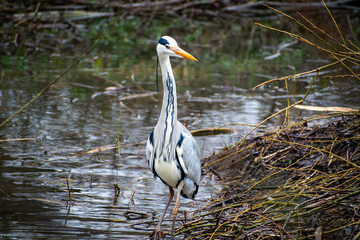 A beautiful Grey Heron fishing at Iremongers Pond in Nottingham, UK.