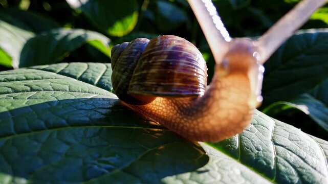 Close-up video angle of a snail on a leaf, highlighting its textured shell and vibrant greenery, emphasizing nature's slow pace and detail.