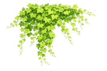 Fototapeta premium Green ivy vine with fresh light green leaves, creating a vibrant organic border accent. Transparent background