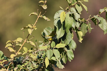 Indian white Eye