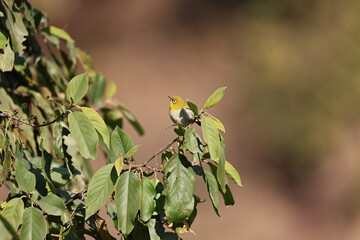 Indian white Eye