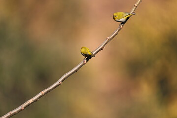 Indian white Eye