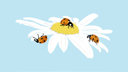 Cute ladybugs on the petals of a daisy. A daisy with three ladybugs on the petals is depicted on a blue background