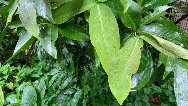Close-up of fresh green tropical mango leaves covered with rain water droplets. Natural foliage texture perfect for nature background, eco concept, freshness, rainy season, botanical and environmental