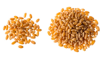 Close-up of two piles of golden, tan, small, oval-shaped grains, isolated on a black background