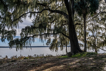 Obraz premium palm point park, newnans lake, alachua county, gainesville, florida,