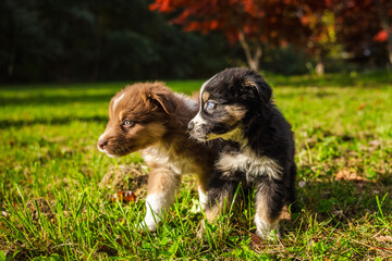 Two Australian Shepherd puppies standing close together on green grass in a sunny park with red autumn trees in the background