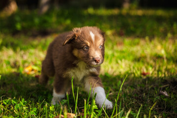 Brown Australian Shepherd puppy walking on green grass in sunlight, looking curious and focused in a natural outdoor setting