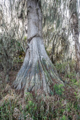 palm point park, newnans lake, alachua county, florida