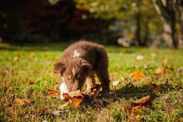 Brown Australian Shepherd puppy sniffing dry autumn leaves on green grass in sunlight at a park