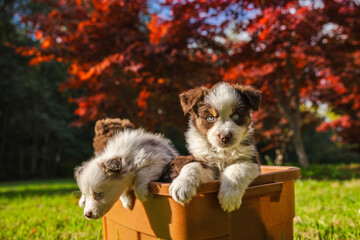 Two Australian Shepherd puppies in a brown container outdoors on a sunny autumn day, one curious and alert, the other leaning forward against a backdrop of red foliage