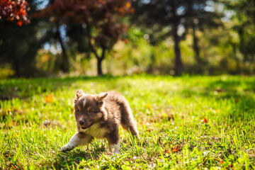 Brown Australian Shepherd puppy running energetically on green grass in a sunny park with autumn trees in the background