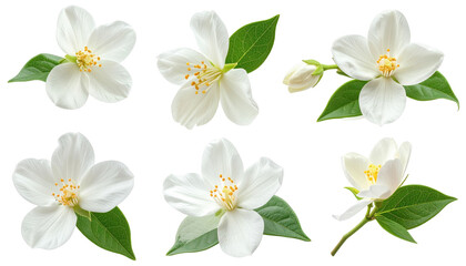 Six isolated jasmine flowers and green leaves arranged on a black background. Soft petals, detailed stamens