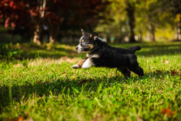 Australian Shepherd puppy with blue eyes running joyfully on green grass in a park on a sunny autumn day