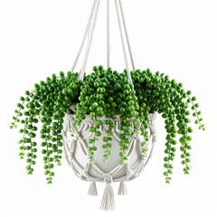Hanging String Of Pearls Plant In A White Macrame Pot Against A White Background